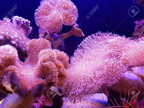 Coral Reef Background, Coral Images, Pink Coral Reef, Pink Armchair, Coral Bleaching, Coral Walls, Underwater Sea, Saltwater Tank, Live Coral