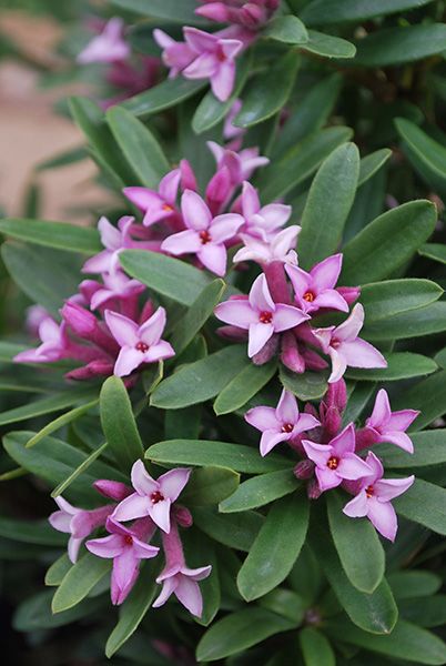 Daphne Eternal Fragrance, Daphne Flower, Daphne Plant, August Flowers, Pink Fragrance, Container Planting, Drought Tolerant Garden, Flower Colour, Flower Drawing Tutorials