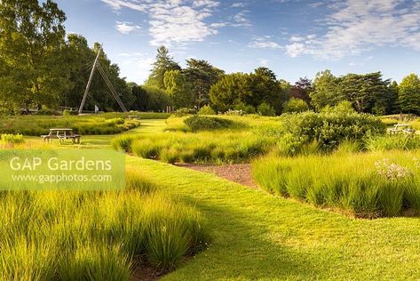 Two varieties of Molinia caerulea dominate the planting of the Rivers of Grass area of Trentham Gardens, Staffordshire. Designed by Piet Oudolf. Molinia caerulea 'Edith Dudszus' and Molinia caerulea 'Heidebraut' Trentham Gardens, Molinia Caerulea, Prairie Planting, Piet Oudolf, Ornamental Grass, Garden Design Layout, Garden Plan, Plant Photography, Ornamental Grasses