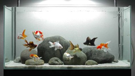 Minimalist Fish Tank, Types Of Goldfish, Goldfish Aquarium, Fish Aquarium Decorations, Fish Tank Themes, Fancy Goldfish, Samwise Gamgee, Amazing Aquariums, Goldfish Tank