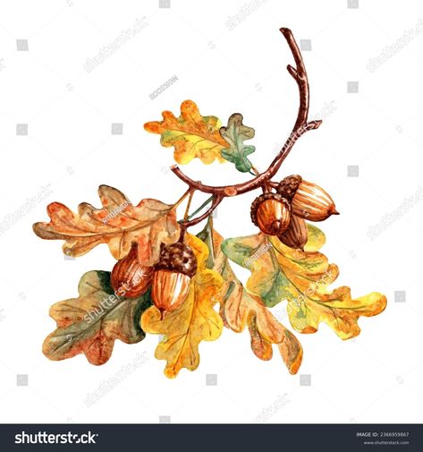 Find Watercolor Picture Branch Autumn Oak Leaves stock images in HD and millions of other royalty-free stock photos, 3D objects, illustrations and vectors in the Shutterstock collection. Thousands of new, high-quality pictures added every day. Oak Branch, Watercolor Pictures, Photo Wedding Invitations, Travel Logo, Oak Leaves, Crop Image, Schedule Design, White Stock, Color Palette Generator