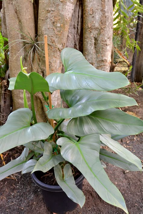 Philodendron Hastatum, Silver Plant, Plant Goals, Window Plants, Philodendron Plant, Inside Plants, Starter Plants, Plant Aesthetic, Cactus Y Suculentas