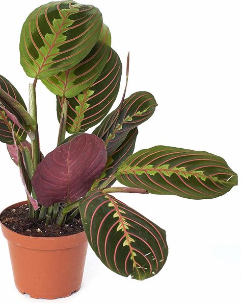 Prayer Plant Care - All You Need To Know! | OSERA Low Light House Plants, Indoor Plants Low Light, Houseplants Low Light, Air Purifying House Plants, نباتات منزلية, Calathea Plant, Prayer Plant, Lily Plants, Inside Plants