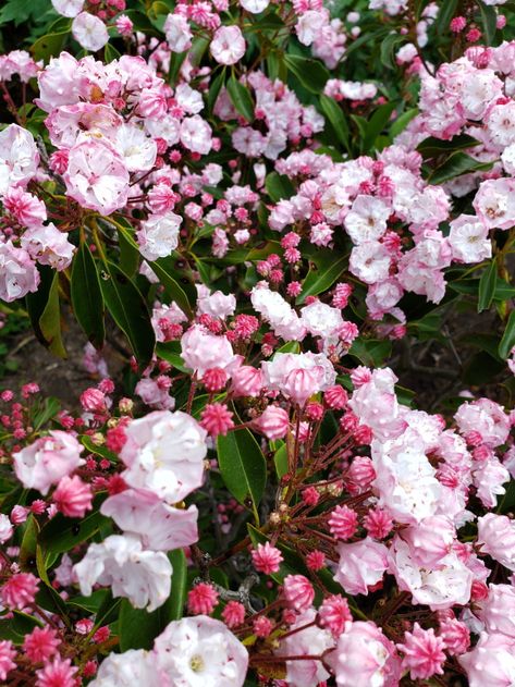 Mountain Laurel Shrub, Golden Chain Tree, Laurel Shrub, Kalmia Latifolia, Garden Front Of House, Flowering Bushes, Mountain Laurel, Fine Gardening, Variegated Plants