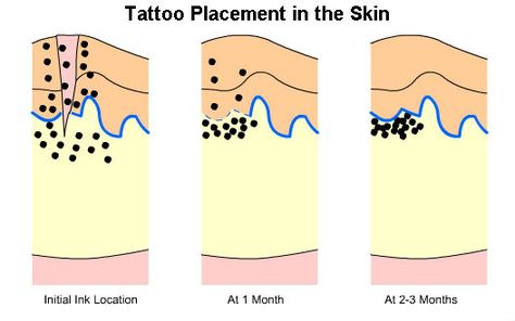 My Saves Layers Tattoo, Tattoo Healing Stages, Loose Connective Tissue, Doe Tattoo, Tattoo Healing Process, Medical Things, Tattoo Healing, Basement Membrane, Skin Layers