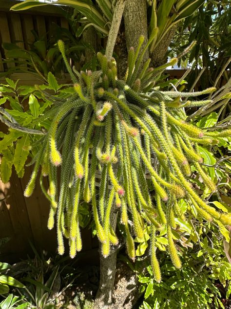 Hanging Garden, Cactus