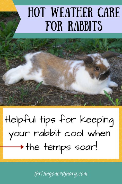 Keeping Rabbits Cool In Summer, How To Keep Rabbits Cool In Summer, Rabbit Run Ideas, Rabbits In Garden, Bunny Habitat, Rabbit Tips, Keeping Rabbits, Bunny Care Tips, Mini Rex Rabbit