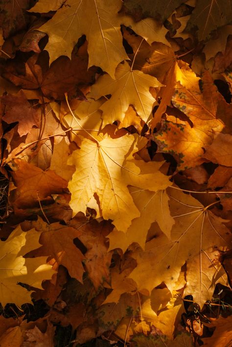 Fallen Yellow Leaves  · Free Stock Photo Fallen Leaves Aesthetic, Jenny Core, Hufflepuff Core, Fall Aesthetic Photos, Leaves Aesthetic, Yellow Core, Golden Aesthetic, Autumn Leaves Wallpaper, Fall Backgrounds