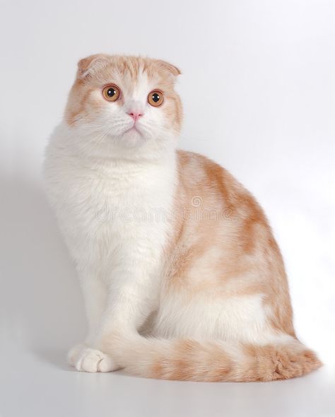 Cat Body Language, Scottish Fold Cats, Scottish Fold Kittens, Scottish Fold Cat, Fold Cat, Cat Nutrition, Cat Body, Cat Stock, Cat Reference