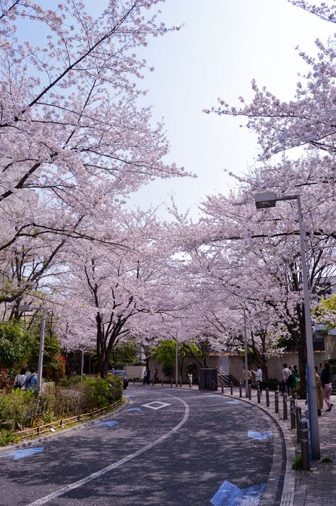 Walking the streets of Japan, you can find these amazing views during cherry blossom season. Japan Walking Street, Cherry Blossom Season Japan, Cherry Blossom Korea, Wallpaper Allah, Tokyo Nightlife, Cherry Blossom Pictures, Beautiful Places In Japan, Nature Tourism, Japan Cherry Blossom