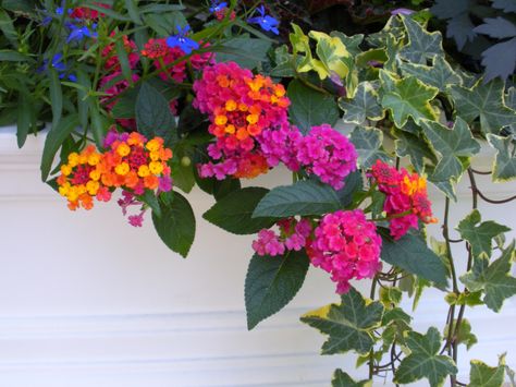 pink and yellow flowers window box | Whimsical Window Boxes Walnut House, Lantana Flower, Fast Growing Flowers, Lantana Plant, Flowers Window, Window Box Plants, Tiered Planter, Making Plant Pots, Window Box Flowers