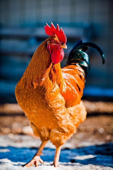 New Hampshire Red rooster: I had several of these feisty beauties. Hen Breeds, Rooster Photo, Hen Recipes, Australorp Chicken, Suffolk Sheep, Chicken Pictures, Fancy Chickens, Oil Painting Inspiration, Red Rooster