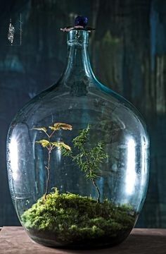 Terrarium Jar, Moss Plant, Plants Are Friends, Bottle Garden, Moss Terrarium, Garden Terrarium, Miniature Plants, Terrarium Diy, Terrarium Plants