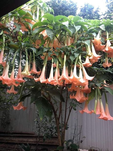 Angel trumpet tree Angel Trumpet Plant, Trumpet Tree, Corpse Flower, Little Beach House, Very Beautiful Flowers, Angel Trumpet, Witch Garden, Ethereal Aesthetic, Poisonous Plants