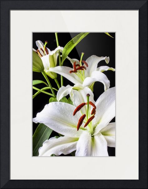 "Three white lilies" by Garry Gay, Santa Rosa, California // Three white lilies // Imagekind.com -- Buy stunning fine art prints, framed prints and canvas prints directly from independent working artists and photographers. White Gardens, White Lilies, Daylilies, Tiger Lily, Lily Flower, Flower Pictures, Love Flowers, Pretty Flowers, White Roses