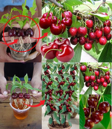 Cherry Fruit Tree, Growing Cherry Trees, Growing Chives, Growing Garlic, Home Tricks, Container Planting, Organic Home, Cherry Trees, Cherry Fruit