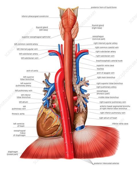 Oesophagus and mediastinal tract, artwork - Stock Image - C021/2414 - Science Photo Library Charting For Nurses, Human Skeleton Anatomy, Skeleton Anatomy, Black Couple Art, Nursing School Survival, Human Body Anatomy, Medical School Motivation, Nursing School Notes, Human Anatomy And Physiology