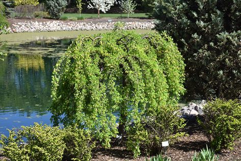 Weeping Peashrub (Caragana arborescens 'Pendula') at The Mustard Seed Caragana Arborescens, Weeping Trees, Low Maintenance Shrubs, Fence Landscaping, Tree Seeds, Garden Centre, Garden Accents, Plant List, Garden Tips