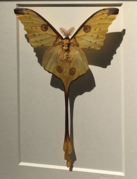 Moth | Bug | Pinned Moth, Hercules Moth, Reference Models, Cecropia Moth, Sunset Moth, Atlas Moth, Ram Skull, Vulture Culture, Bug Art