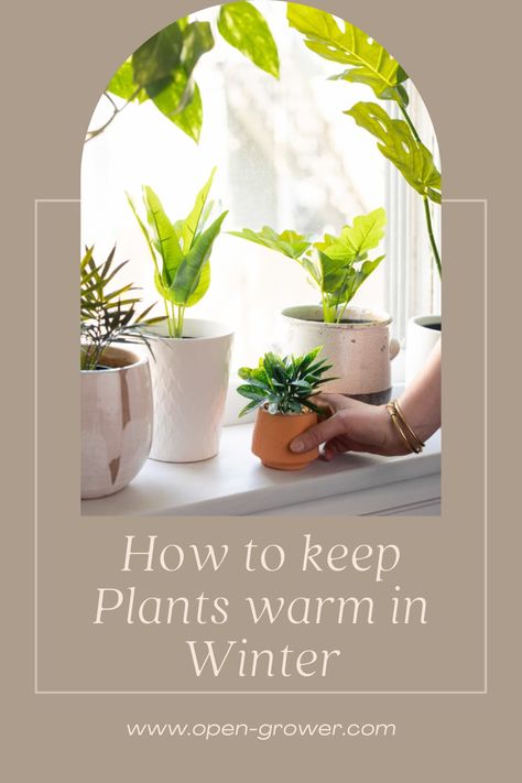 How to keep Plants warm in Winter Rosemary Plant Care Indoors, Rosemary Plant Care, Winter Gardening, Rosemary Plant, Window Plants, Harsh Winter, Winter Plants, Growing Plants Indoors, Best Indoor Plants