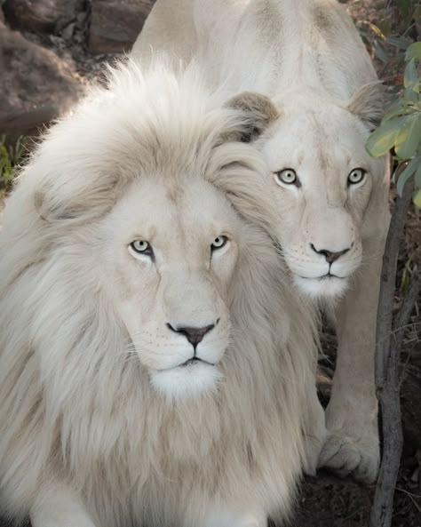 Big Cats Domestic, Cute Wild Cats, Albino Lion Aesthetic, Cute Big Cats, Albino Lion, Rare Albino Animals, White Lions, Albino Animals, Wild Animals Pictures