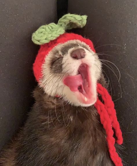 Silly Ferret Pfp, Christmas Ferret Matching Pfp, Ferret Outfits, Ferret Pfp, Ferret Clothes, Cute Ferrets, Sharp Teeth, Silly Animals, Couple Matching