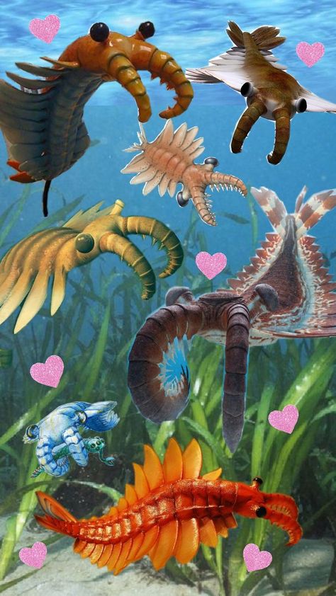 Cambrian Period Animals, Cambrian Animals, Symbiosis Art, Shrimp Wallpaper, Prehistoric Sharks, Dinosaur Collage, Cambrian Explosion, Prehistoric Fish, Dinosaur Species