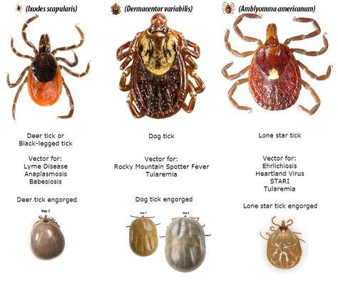 What you need to know about Ticks and Mosquitoes on Cape Cod Types Of Ticks, Deer Ticks, Tick Prevention, Cape Ann, Vet Clinics, Medical Knowledge, Animal Facts, Flea And Tick, Wood Lamps