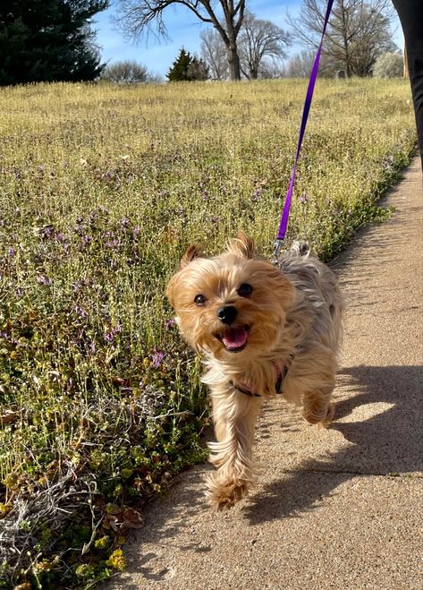 Yorkies Aesthetic, Yorkie Terrier Aesthetic, Yorkshire Aesthetic, Yorkie Aesthetic, Dogs Yorkie, Morkie Dogs, Outside Aesthetic, York Dog, Dog Mommy