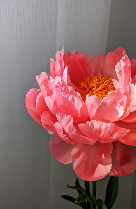 Peony Coral Charm spring flowers floristic Coral Charm Peonies, Peony Coral Charm, Coral Peony, Coral Charm Peony, Coral Peonies, Peonies, Coral, Canning, Plants