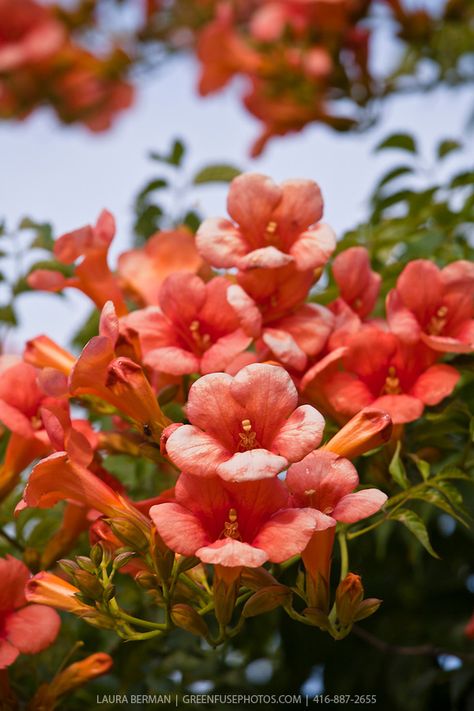 Trumpet flower (Campsis radicans) a profusely flowering and agressive native vine. Trumpet Creeper, Campsis Radicans, The Constant Gardener, Trumpet Flowers, Trumpet Flower, Indoor Flowering Plants, Garden Farm, Trumpet Vine, Farm Food