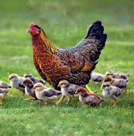 Fancy Chickens, Beautiful Chickens, Chickens And Roosters, Chicken Breeds, Raising Chickens, Baby Chicks, A Chicken, Chickens Backyard, On The Ground