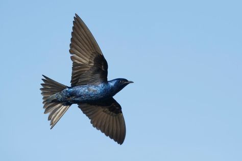 5 Migratory Birds You Might See This Spring - The Bermudian Magazine Purple Martin Bird, Martin Bird, Eye Structure, Purple Martin House, Tree Swallow, Purple Martin, Plum Island, Barn Swallow, Flying Together