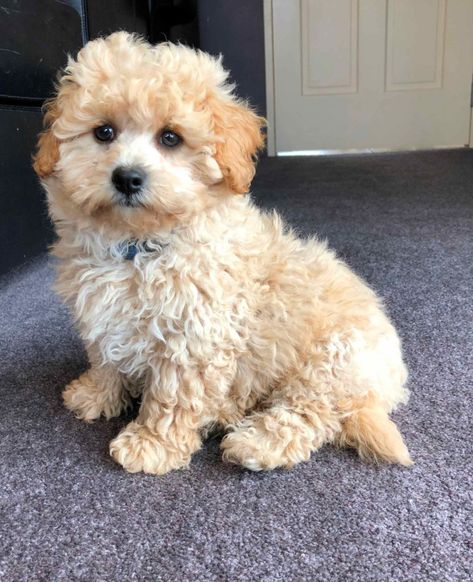 Poochon Dog, Poochon Puppies, Dog Breeders, Family Dog, Dog Breeder, Family Dogs, Little Dogs, Puppies For Sale, Four Legged