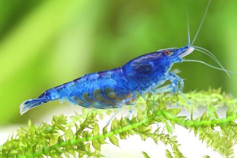 Neocaridina shrimp are a favorite of many aquarists, due to their ease of care and vibrant colors. They come in numerous varieties that vary from red cherry shrimp, yellow shrimp, blue velvet shrimp Neocaridina Shrimp, Blue Shrimp, Red Cherry Shrimp, Shrimp Farming, Aquarium Shrimp, Cherry Shrimp, Pool Sand, Muscle Abdominal, Shrimp Tank