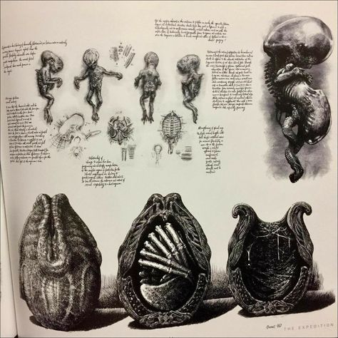 H.R Gigger's drawing of the Face hugger's. Alien Art Drawing, Xenomorph Egg, Hr Giger Art, Giger Alien, Predator Alien Art, Giger Art, Alien Isolation, Alien Artwork, Arte Alien