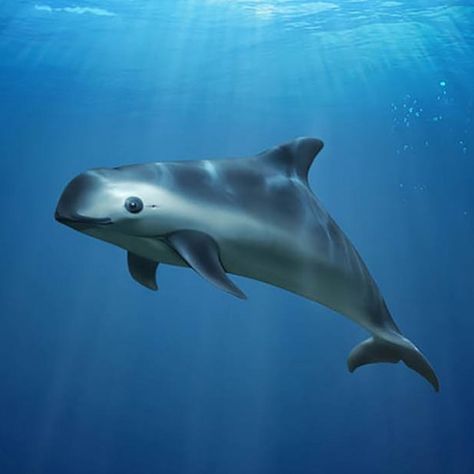 Did you know that there are just about 22 vaquitas left in the world?⁣  ⁣ The vaquita is the world’s smallest marine mammal, found only in… Sea Mammal, Marine Ecosystem, Rare Animals, Ocean Conservation, Endangered Animals, Marine Mammals, Narwhal, Ocean Animals, Endangered Species