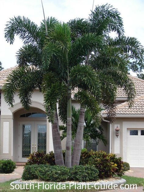 large triple foxtail palm in front of a large home Foxtail Palm Tree, Foxtail Palm, Palm Trees Garden, Palm Decor, Florida Palm Trees, Trees Landscaping, Palm Trees Landscaping, Florida Landscape, Palm Garden