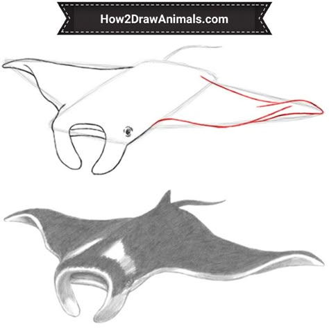 Stingray Drawing Tutorial, Manta Ray Drawing Sketch, Ray Fish Drawing, Mantaray Drawing, Manta Ray Illustration, Manta Ray Drawing, Animal Drawing Tutorial, Ray Drawing, Manta Ray Art