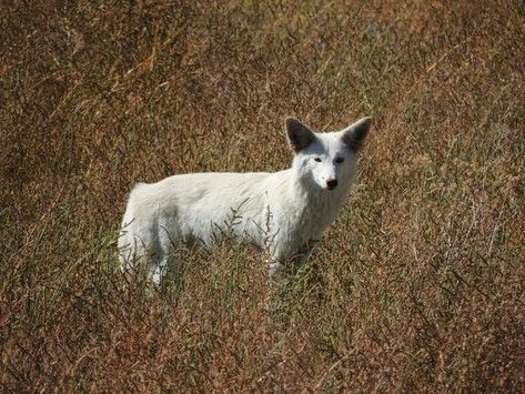 A white coated Coyote. Coyote Aesthetic, Desert Animal Art, Hank The Cowdog, White Coyote, Moonlight On The River, Coyote Animal, Cursed Animals, Ghost Mountain, North American Animals