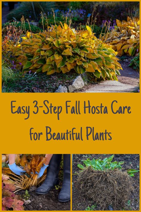 Hosta Care In Fall, Pruning Hostas In Fall, Dividing Hostas In The Fall, Hosta Care Tips, Hosta Care, Hosta Halcyon, Fall Care, Hosta Plants, Replant