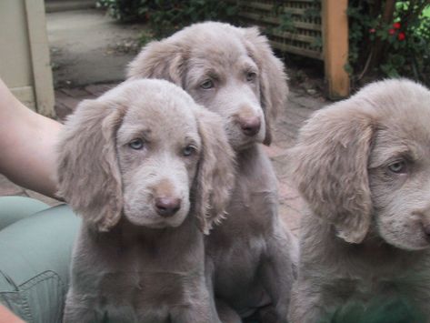 what cuties!  long haired weims Weimaraner Puppy, Wiemeriner Puppies, Weener Dogs Long Hair, Long Haired Weimaraner Puppy, Long Haired Weimaraner, Blue Weimaraner, Weimaraner Puppies, Weimaraner Dogs, Puppies And Kitties