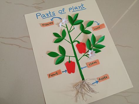 Parts of plant 🌱 science tlm, science teaching material, science tlm, Parts Of Plants Project Ideas, Science Tlm For Class 6, Parts Of A Plant Science Project, Tlm For Primary Classes Science, Parts Of Flowers For Kids, Parts Of Plants Project For Kids, Parts Of Plants Chart, Plants Projects For Kids, Parts Of Plants Activities For Kids