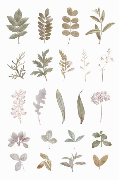 Foliage design elements set | Free Vector #Freepik #freevector #pattern #floral #summer #leaf Foliage Design, طابع بريدي, Scrapbook Stickers Printable, Dry Leaf, Bullet Journal Stickers, Bullet Journal Doodles, Journal Doodles, Set Free, Rupaul