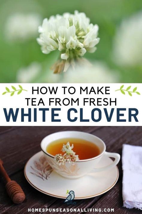 Use the backyard weeds for a delicious and nourishing drink with this white clover tea recipe that can be served warm or iced. Find the full recipe on my blog. Clover Tea Recipe, White Clover Recipes, White Clover Tea, Clover Recipes, Foraged Recipes, Herbalist Garden, Clover Tea, Medicinal Weeds, Herbal Tea Garden