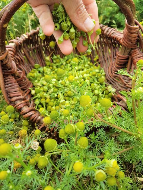 Pineapple Weed - the amazingly, fruity weed! - Wild Walks Southwest Pineapple Jam Recipe, Chamomile Lawn, Foraging Basket, Growing Pineapple, Wild Foraging, Pineapple Jam, Wild Food Foraging, Foraging Recipes, Medicinal Herbs Garden