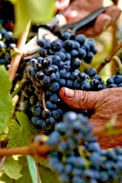 Grapes And Cheese, Wine Vineyards, Italy Wine, Wine Region, Italian Wine, Wine Making, Fine Wine, Sardinia, Wine Country