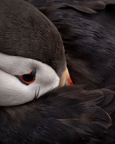 Atlantic puffin - papegaaiduiker #puffin #best_birds_planet #nfnl #your_best_birds #super_holland #rebels_nature #ig_naturelovers… | Instagram Great Auk, Atlantic Puffin, Puffins Bird, Wonderful Life, Character Development, Bird Feathers, Birds, In This Moment, Van