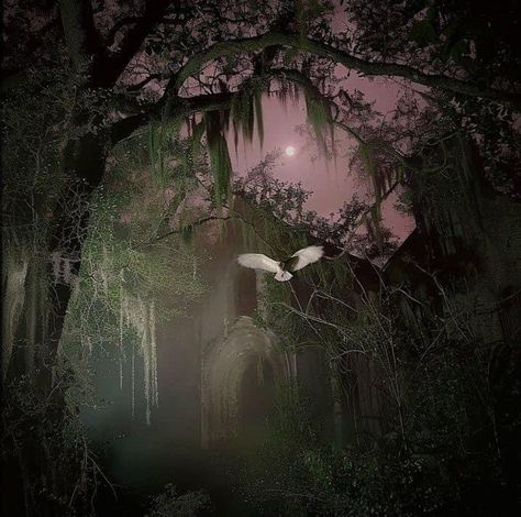 Dark Nature Aesthetic, Night Forest, Southern Gothic, Fantasy Places, Beautiful Dark Art, Ethereal Art, Nature Aesthetic, Pretty Places, Green Aesthetic