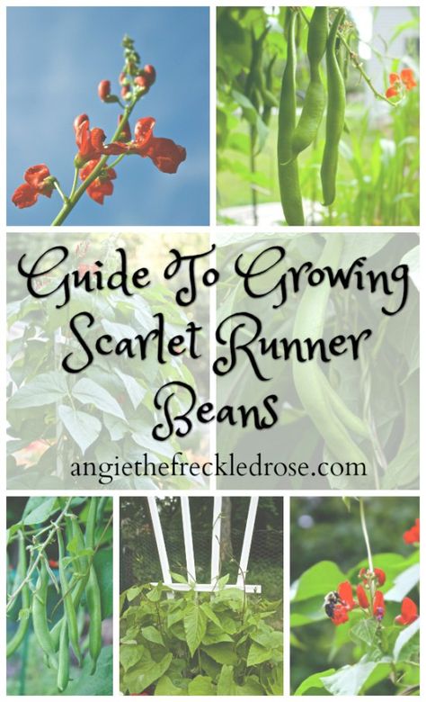 Guide To Growing Scarlet Runner Beans | angiethefreckledrose.com Growing Runner Beans, Scarlet Runner Beans, Different Fruits And Vegetables, Rose Garden Design, Runner Beans, Gardening 101, Organic Garden, Organic Gardening Tips, Growing Fruit